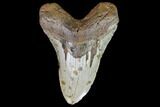 Large, Fossil Megalodon Tooth - North Carolina #108876-1